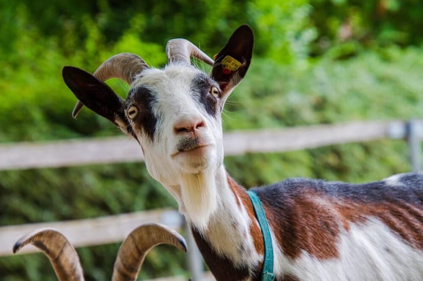 No kidding: goats are brainier than sheep and alpacas