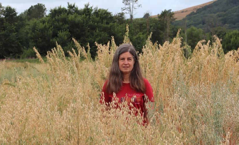 ‘Exceptional’ Welsh oat variety wins national award